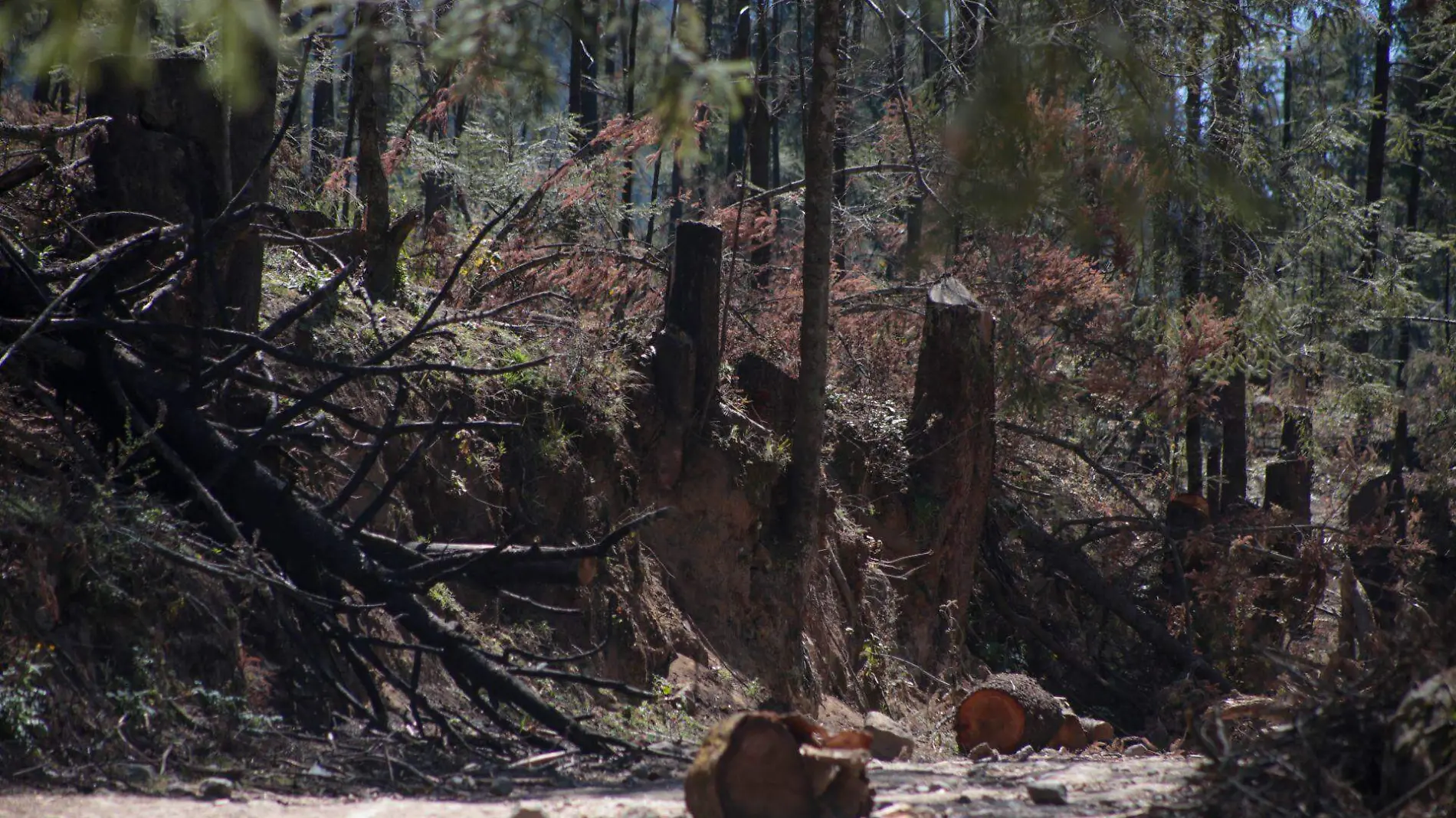 bosques deforestación